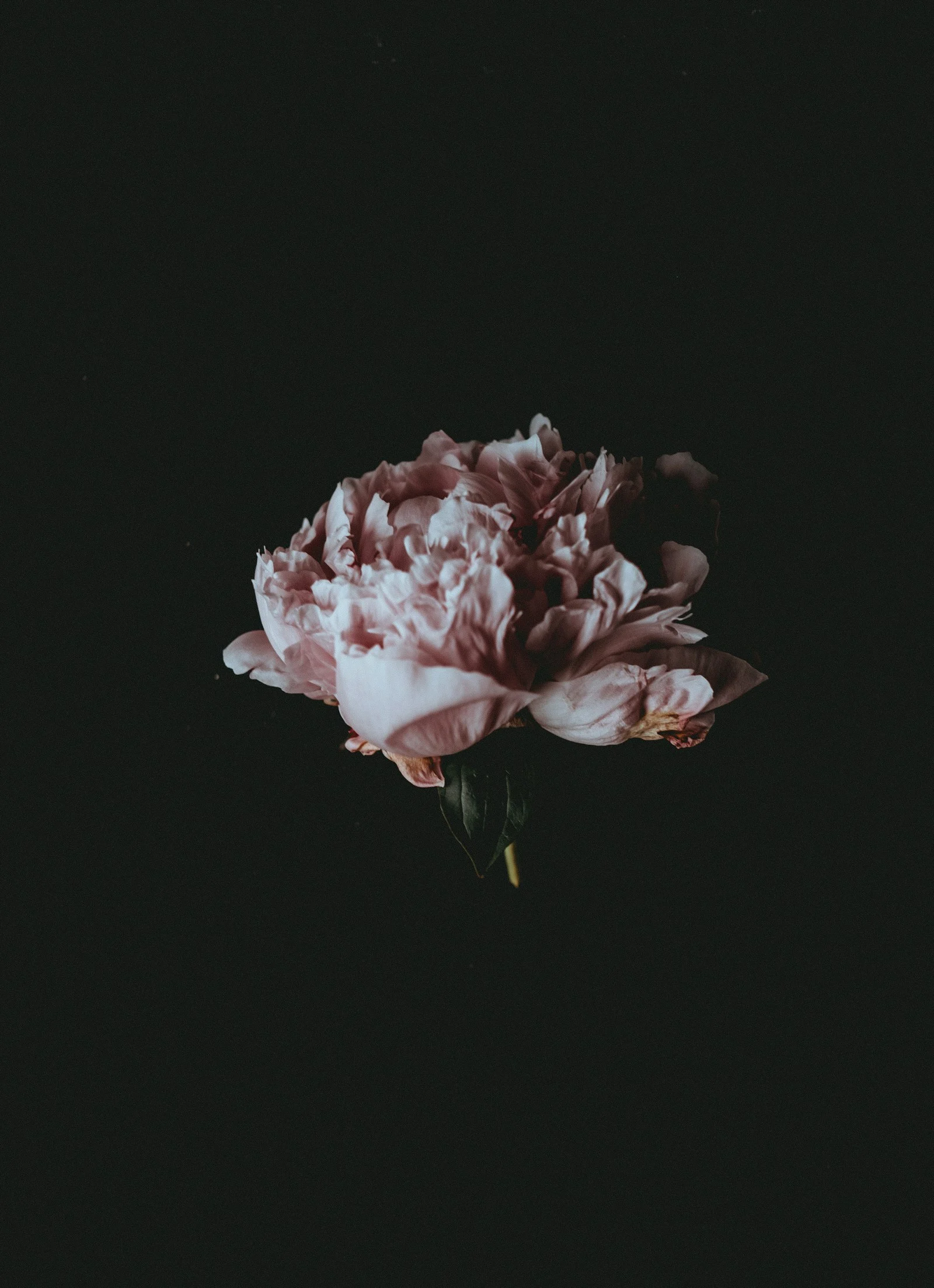 Pivoine rose lumineuse sur un fond sombre